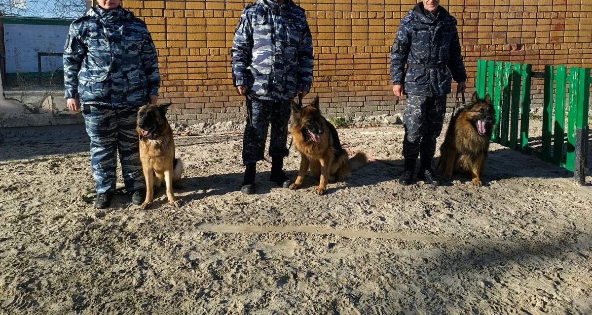 В Тюмени показали путь служебных собак и кинологов от знакомства до общей работы