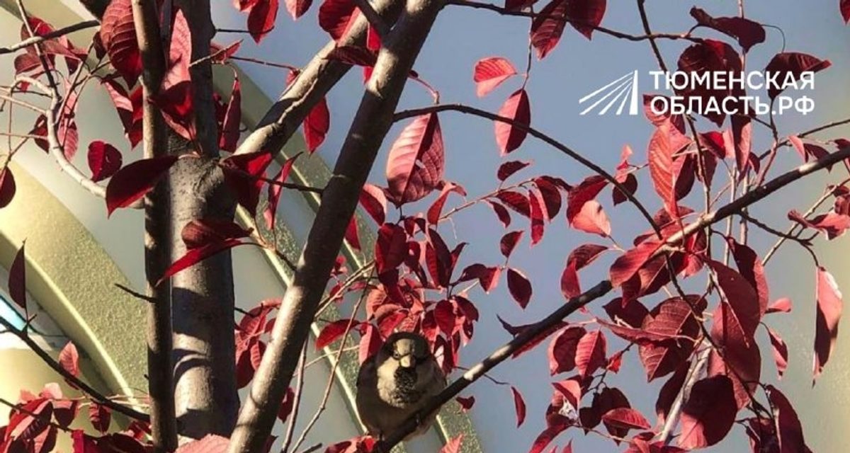 Воробей присел на ветку красной яблони на одной из улиц Тюмени